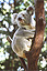 At the Lone Pine Koala Sanctuary, Australia