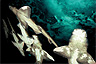 Port Jackson sharks rest on the underwater tunnel of the Sydney Aquarium, Australia
