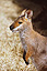 Wallabies are marsupials, Australia