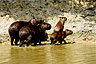 The semi-aquatic capybaras