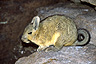 The rabbit-like vizcacha