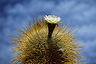Trichoreus cactus
