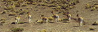 Vicunas