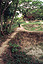 Mass graves at the Killing Fields of Choeung Ek