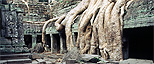 Massive roots are so intertwined with Angkor's Ta Prohm that it is impossible to remove them without causing the structure to collapse, Cambodia