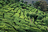 Tea plantations near Ooty