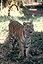The tiger - India's national animal