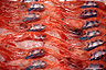Roe upon roe of shrimp at Kanazawa's Omicho Market, Japan