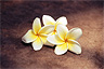 Blossoms of Laos' national tree, the plumeria tree