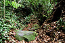 Jungle path in Bako National Park