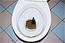 Common toilet rat