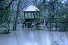 Mangrove forest in Bako National Park