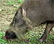 Bornean bearded pig