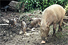 Family of Bornean bearded pigs