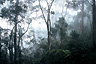 Morning mist still lingers for the first kilometers on the way to the top of Mt. Kinabalu, Malaysia 