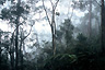 Morning mist lingers in Kinabalu National Park