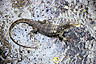 Common water monitor