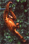 Semengoh Wildlife Rehabilitation Center near Kuching, Malaysia 
