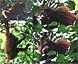 Orangutan family near Kinabatangan river