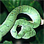 In lieu of a photo of the thief, here is Patrique's pit viper