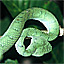 Wagler's pit viper