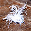 Unidentified hairy insect