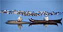 Two duck shepherds try to keep their flocks separate