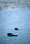 Two black swans dip their heads into misty Lake Rotorua