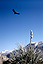 Andean condors fly over Canon del Colca at Cruz del Condor, Peru
