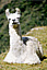 Llamas like alpacas are domesticated animals