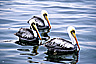 Pelicans at Paracas