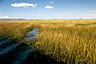 Totora reeds of Lake Titicaca