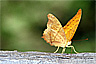 Butterfly Park, Singapore