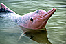 Pink Indo-Pacific Humpback Dolphin, Singapore