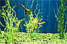 Red Weedy Seadragon and Yellow Leafy Seadragons