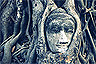 Tree roots gently embrace Buddha's face in Ayuthaya, Thailand