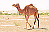 A camel walks through the desert