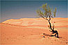 Solitary tree in dunes